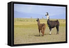 Llama in a Mountain Landscape-robert cicchetti-Framed Stretched Canvas