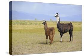 Llama in a Mountain Landscape-robert cicchetti-Stretched Canvas