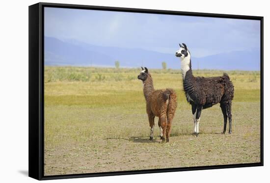 Llama in a Mountain Landscape-robert cicchetti-Framed Stretched Canvas