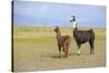 Llama in a Mountain Landscape-robert cicchetti-Stretched Canvas