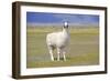 Llama in a Mountain Landscape-robert cicchetti-Framed Photographic Print