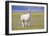 Llama in a Mountain Landscape-robert cicchetti-Framed Photographic Print