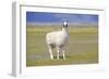 Llama in a Mountain Landscape-robert cicchetti-Framed Photographic Print