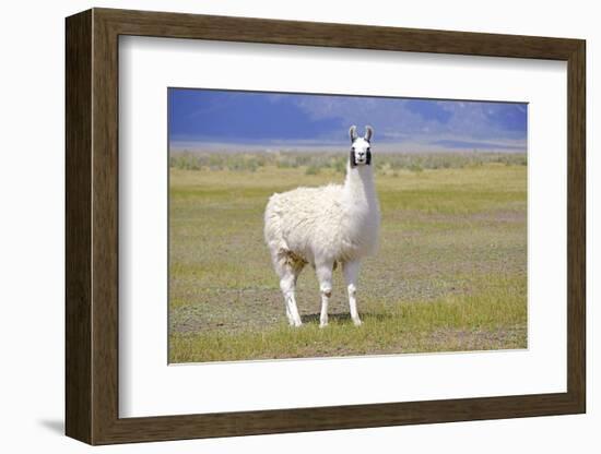Llama in a Mountain Landscape-robert cicchetti-Framed Photographic Print