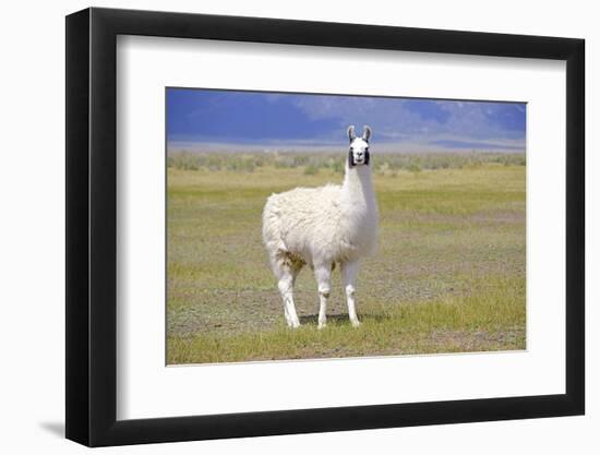 Llama in a Mountain Landscape-robert cicchetti-Framed Photographic Print