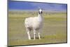 Llama in a Mountain Landscape-robert cicchetti-Mounted Photographic Print