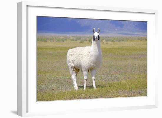 Llama in a Mountain Landscape-robert cicchetti-Framed Photographic Print