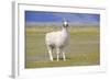 Llama in a Mountain Landscape-robert cicchetti-Framed Photographic Print