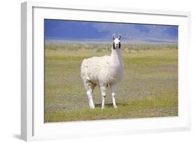 Llama in a Mountain Landscape-robert cicchetti-Framed Photographic Print