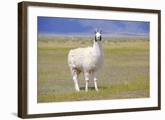 Llama in a Mountain Landscape-robert cicchetti-Framed Photographic Print