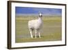 Llama in a Mountain Landscape-robert cicchetti-Framed Photographic Print