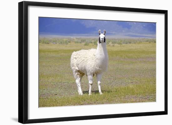 Llama in a Mountain Landscape-robert cicchetti-Framed Photographic Print