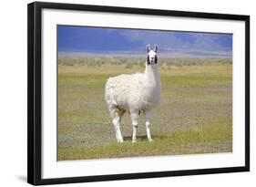 Llama in a Mountain Landscape-robert cicchetti-Framed Photographic Print