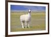 Llama in a Mountain Landscape-robert cicchetti-Framed Photographic Print