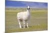 Llama in a Mountain Landscape-robert cicchetti-Mounted Photographic Print