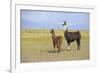 Llama in a Mountain Landscape-robert cicchetti-Framed Photographic Print