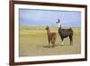 Llama in a Mountain Landscape-robert cicchetti-Framed Photographic Print