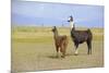 Llama in a Mountain Landscape-robert cicchetti-Mounted Photographic Print