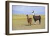 Llama in a Mountain Landscape-robert cicchetti-Framed Photographic Print