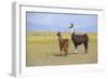 Llama in a Mountain Landscape-robert cicchetti-Framed Photographic Print