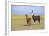 Llama in a Mountain Landscape-robert cicchetti-Framed Photographic Print