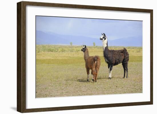 Llama in a Mountain Landscape-robert cicchetti-Framed Photographic Print