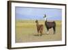 Llama in a Mountain Landscape-robert cicchetti-Framed Photographic Print