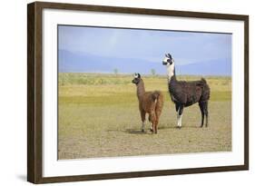 Llama in a Mountain Landscape-robert cicchetti-Framed Photographic Print