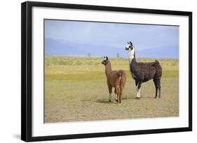 Llama in a Mountain Landscape-robert cicchetti-Framed Photographic Print