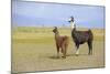 Llama in a Mountain Landscape-robert cicchetti-Mounted Photographic Print