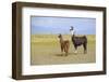 Llama in a Mountain Landscape-robert cicchetti-Framed Photographic Print