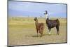 Llama in a Mountain Landscape-robert cicchetti-Mounted Photographic Print