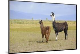 Llama in a Mountain Landscape-robert cicchetti-Mounted Photographic Print