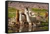 Llama in Argentina-Andrushko Galyna-Framed Stretched Canvas