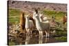 Llama in Argentina-Andrushko Galyna-Stretched Canvas