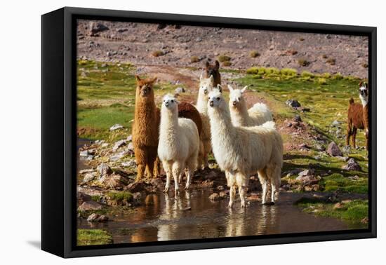 Llama in Argentina-Andrushko Galyna-Framed Stretched Canvas