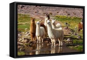 Llama in Argentina-Andrushko Galyna-Framed Stretched Canvas