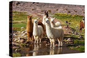 Llama in Argentina-Andrushko Galyna-Stretched Canvas