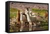 Llama in Argentina-Andrushko Galyna-Framed Stretched Canvas