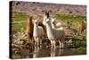 Llama in Argentina-Andrushko Galyna-Stretched Canvas