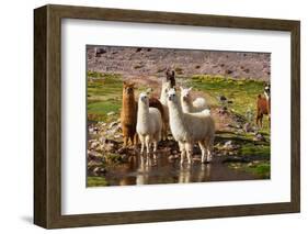 Llama in Argentina-Andrushko Galyna-Framed Photographic Print