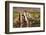 Llama in Argentina-Andrushko Galyna-Framed Photographic Print