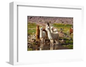 Llama in Argentina-Andrushko Galyna-Framed Photographic Print