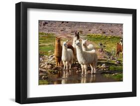 Llama in Argentina-Andrushko Galyna-Framed Photographic Print