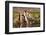 Llama in Argentina-Andrushko Galyna-Framed Photographic Print