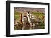 Llama in Argentina-Andrushko Galyna-Framed Photographic Print