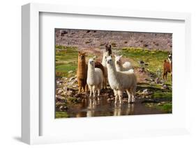 Llama in Argentina-Andrushko Galyna-Framed Photographic Print