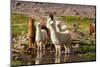 Llama in Argentina-Andrushko Galyna-Mounted Photographic Print