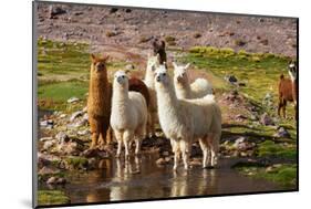 Llama in Argentina-Andrushko Galyna-Mounted Photographic Print