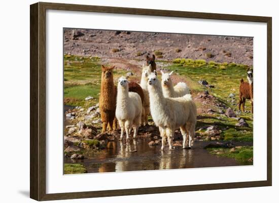 Llama in Argentina-Andrushko Galyna-Framed Photographic Print
